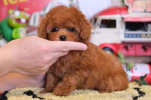 成約済の群馬県のティーカッププードル-222233の2枚目