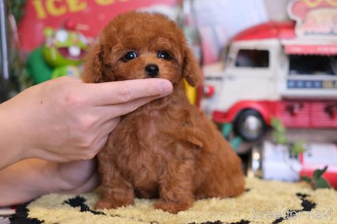 成約済の群馬県のティーカッププードル-222233の4枚目