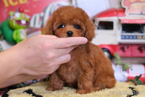 成約済の群馬県のティーカッププードル-222233の5枚目