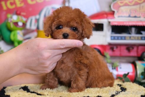 成約済の群馬県のティーカッププードル-222233の6枚目