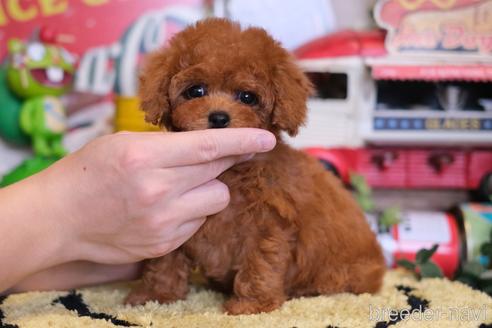 成約済の群馬県のティーカッププードル-222233の1枚目