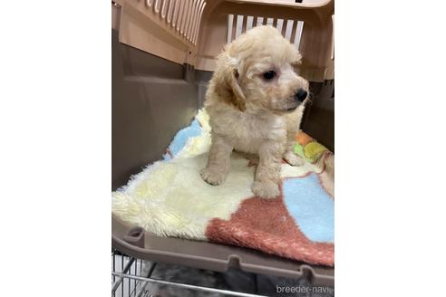 成約済の愛媛県のタイニープードル-222238の2枚目