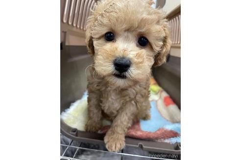 成約済の愛媛県のタイニープードル-222238の1枚目