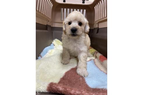 成約済の愛媛県のタイニープードル-222241の1枚目