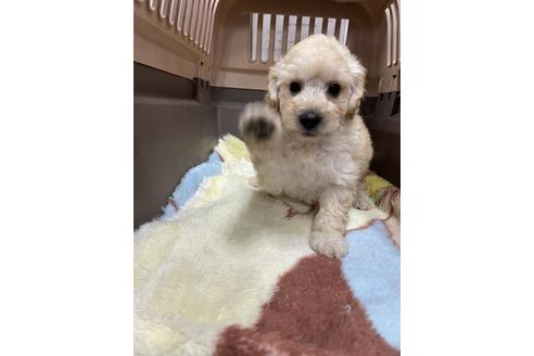 成約済の愛媛県のタイニープードル-222241の4枚目