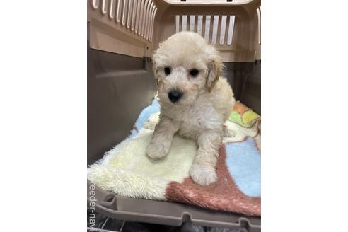成約済の愛媛県のタイニープードル-222241の3枚目