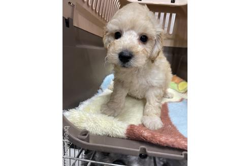 成約済の愛媛県のタイニープードル-222241の2枚目