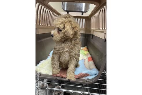 成約済の愛媛県のタイニープードル-222238の5枚目