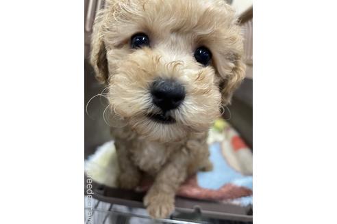 成約済の愛媛県のタイニープードル-222238の4枚目