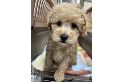 成約済の愛媛県のタイニープードル-222238の3枚目