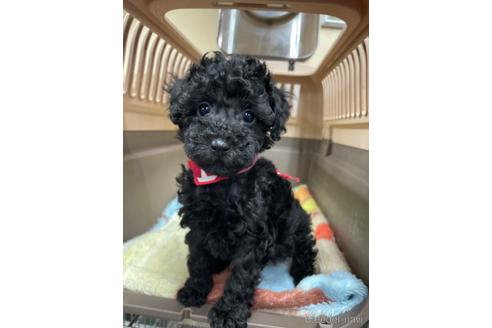 成約済の愛媛県のタイニープードル-222244