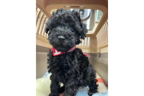 成約済の愛媛県のタイニープードル-222244の2枚目