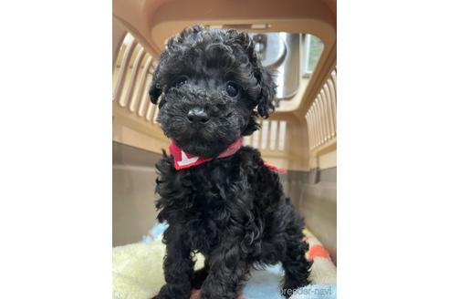 成約済の愛媛県のタイニープードル-222244の4枚目