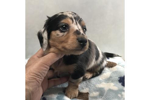 成約済の宮崎県のミニチュアダックスフンド(ロングヘアード)-217486の5枚目