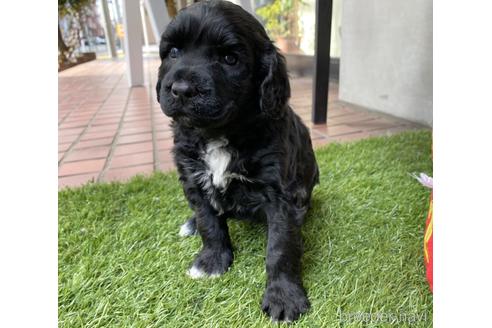 成約済の東京都のその他の犬種-222284の28枚目
