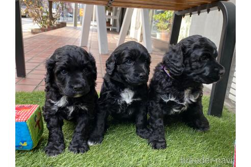 成約済の東京都のその他の犬種-222284の27枚目