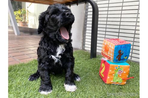 成約済の東京都のその他の犬種-222284の24枚目