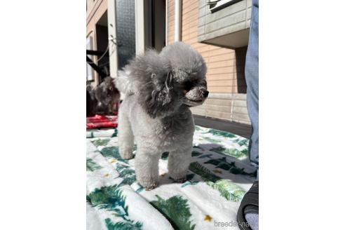 アビーちゃん1枚目