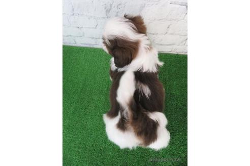 成約済の大阪府のシーズー-222299の2枚目