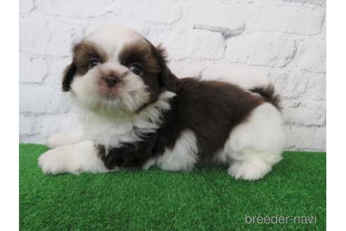 成約済の大阪府のシーズー-222299の4枚目