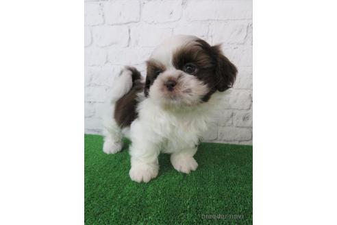 成約済の大阪府のシーズー-222299の5枚目