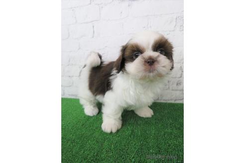 成約済の大阪府のシーズー-222299の3枚目