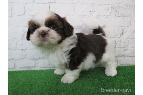 成約済の大阪府のシーズー-222299の6枚目