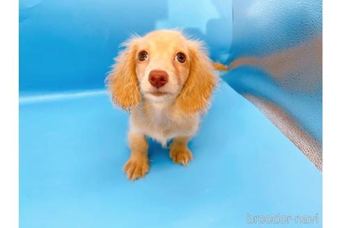 成約済の東京都のミニチュアダックスフンド(ロングヘアード)-217347の39枚目