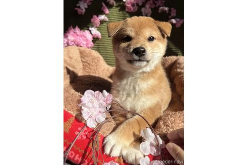 成約済のの柴犬-219241