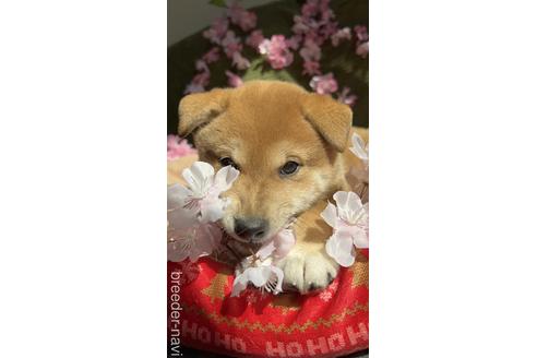 成約済の愛知県の柴犬-219241の3枚目