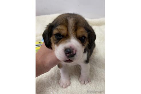 成約済の愛知県のビーグル-222424の1枚目