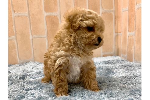 成約済の東京都のマルプー:マルチーズ×トイプードル-216892の3枚目