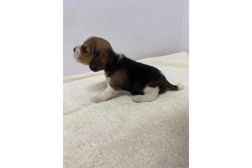 成約済の愛知県のビーグル-222423の2枚目