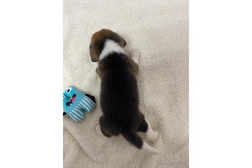 成約済の愛知県のビーグル-222423の3枚目