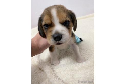 成約済の愛知県のビーグル-222423の5枚目