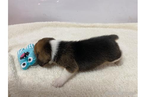 成約済の愛知県のビーグル-222423の6枚目