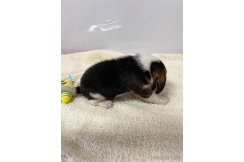 成約済の愛知県のビーグル-222424の2枚目