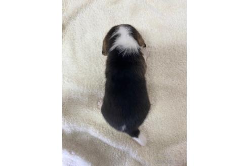 成約済の愛知県のビーグル-222424の5枚目