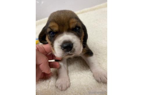 成約済の愛知県のビーグル-222533の4枚目