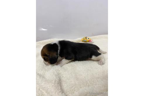 成約済の愛知県のビーグル-222533の5枚目