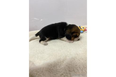 成約済の愛知県のビーグル-222533の2枚目