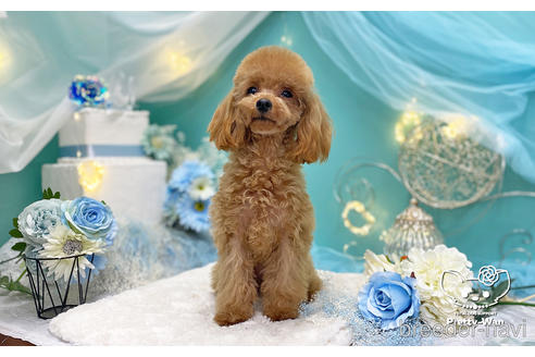 成約済の愛知県のタイニープードル-221777の2枚目