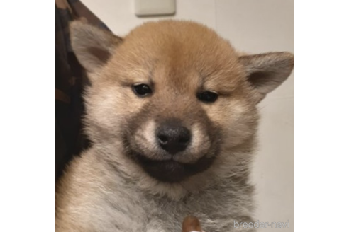 成約済の富山県の柴犬-222548の1枚目