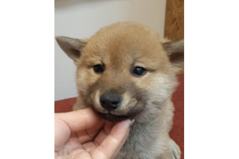 成約済の富山県の柴犬-222548の2枚目