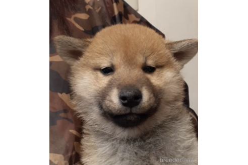 成約済の富山県の柴犬-222548の3枚目