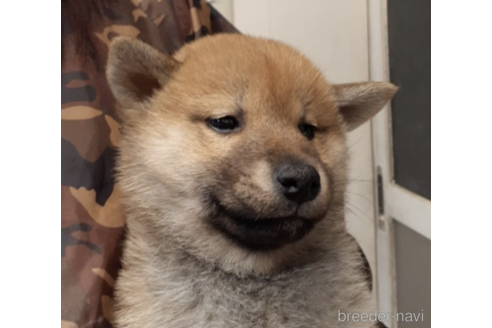 成約済の富山県の柴犬-222548の4枚目