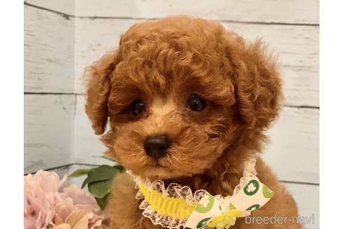 成約済の埼玉県のタイニープードル-222602の30枚目