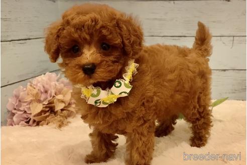 成約済の埼玉県のタイニープードル-222602の27枚目
