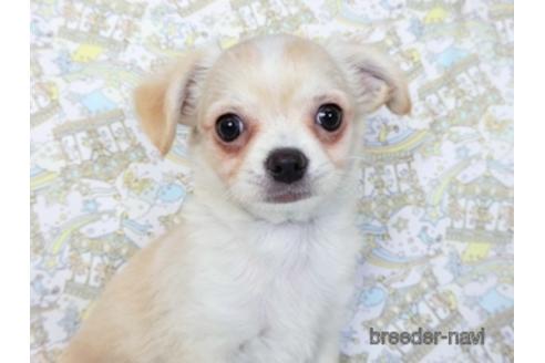 成約済の千葉県のチワワ(ロングコート)-218649の2枚目