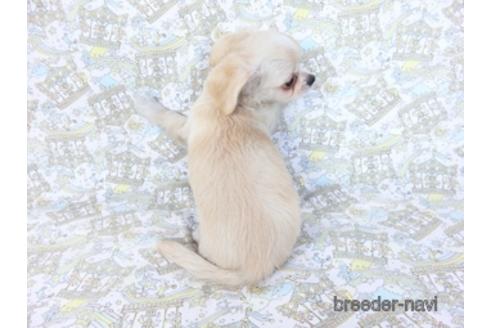 成約済の千葉県のチワワ(ロングコート)-218649の3枚目